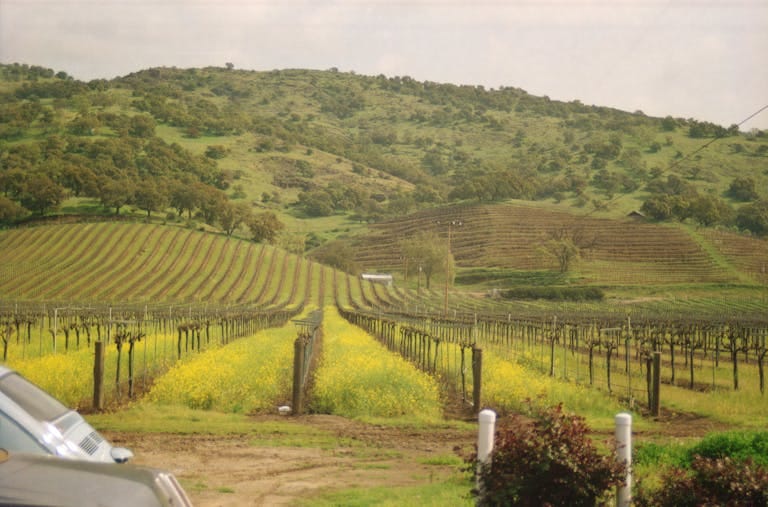 Vibrant vineyard rows in the Northern California area of Sonoma County / Napa County Wine Country zone with rolling hills and spring foliage, perfect for wine enthusiasts. Sonoma County California Wine Country